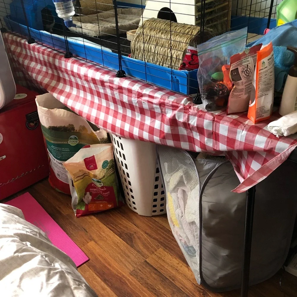 Guinea pig, housing, cage, table, play pin, toys, laundry basket, bedding